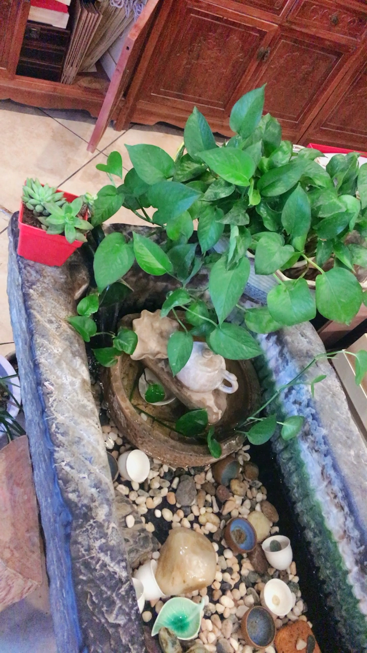 牛槽与绿箩更配哦.