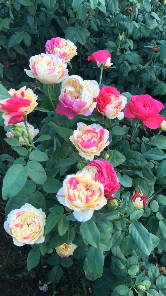 复色花,风月,非常好看.