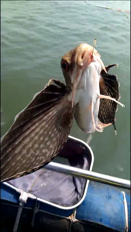 海釣的什麼魚,還長了翅膀9898