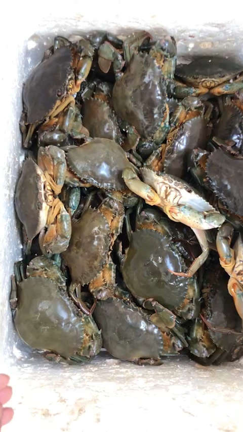 东山岛野生红膏鲟,开始进入最肥美的季节!