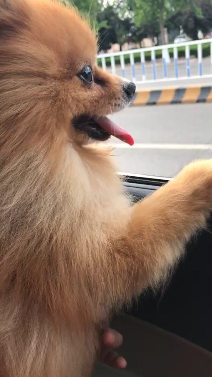 喜欢兜风的狗子.被风吹动的毛发,好飘逸