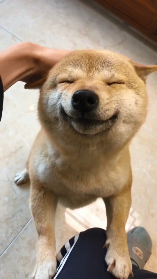 全网最治愈柴柴,这狗真的会笑,一直以为是表情包呢