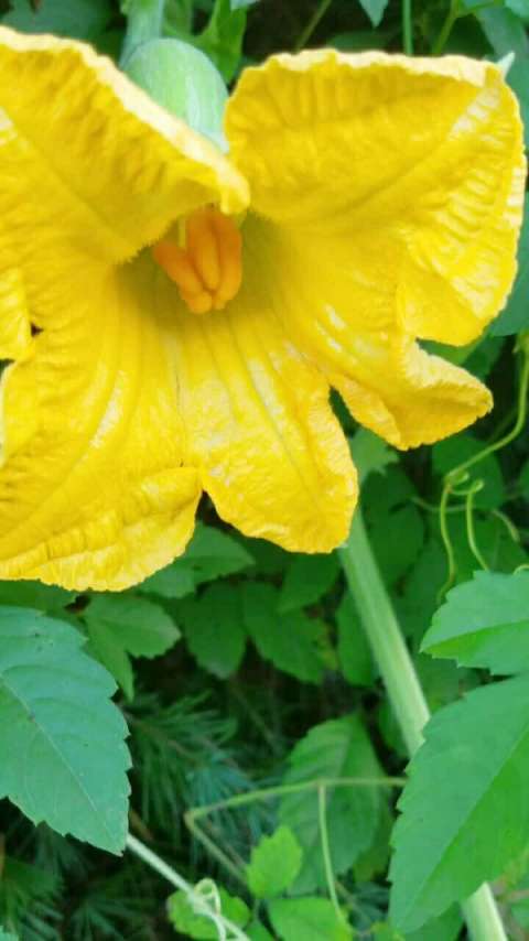 吊瓜花还挺漂亮的