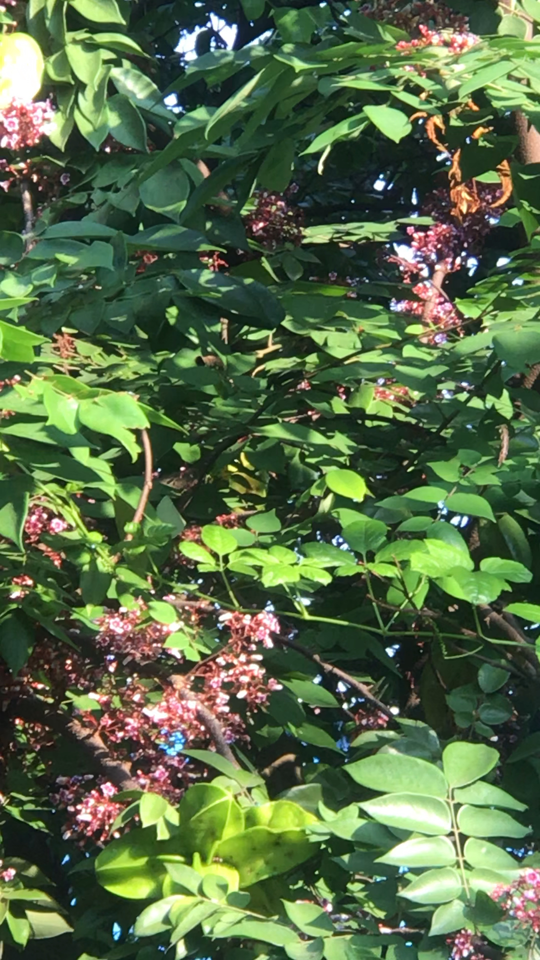 在我的想象中杨桃是藤没想到是🌳🌳