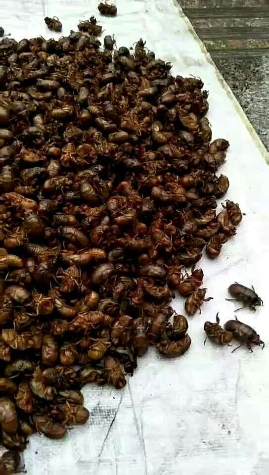 砀山的特产:爬拉猴