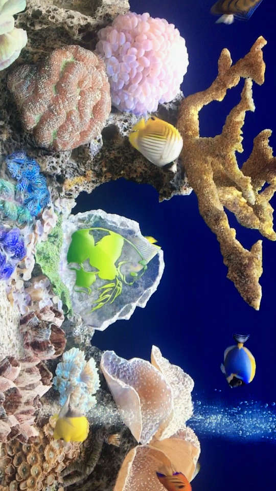 我的新鱼缸怎么样.