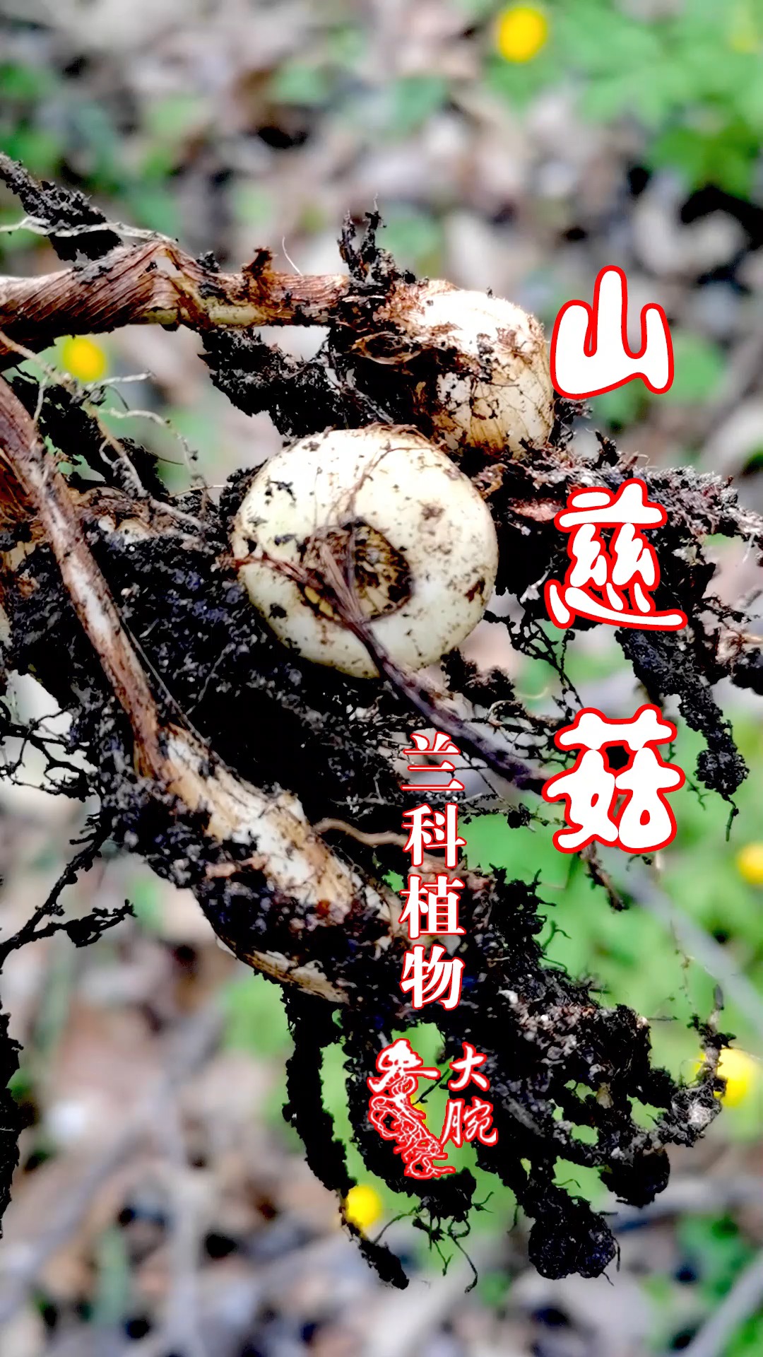 别名毛慈菇,金灯花,鹿蹄草等.这么多名子,在你们那叫什么?