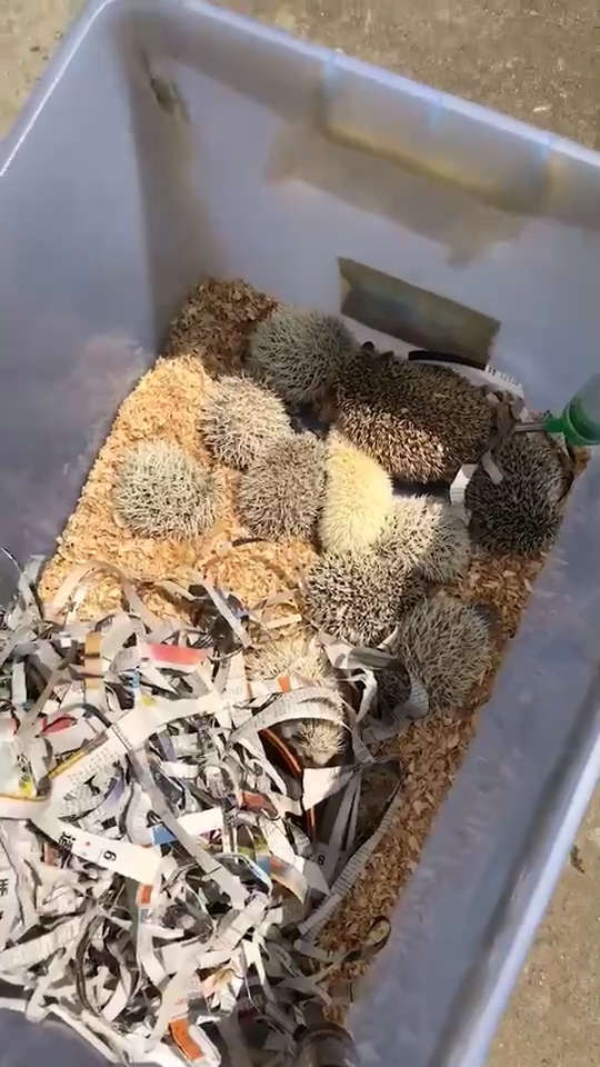 97松鼠粑粑97 在微视发布了一个超有趣的视频,速来前排围观!