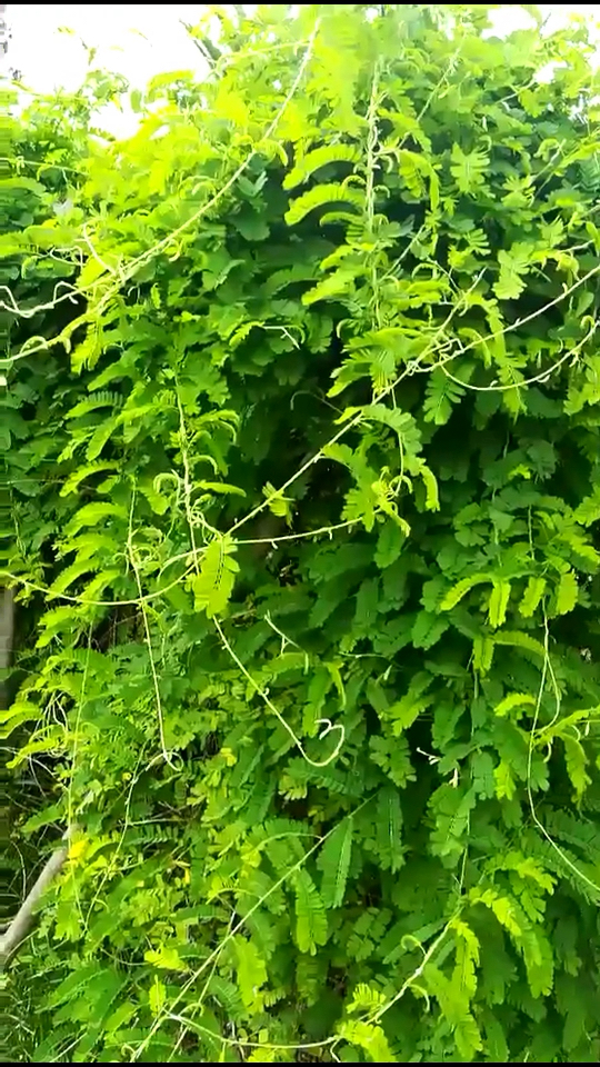 相思藤叶的作用和成分