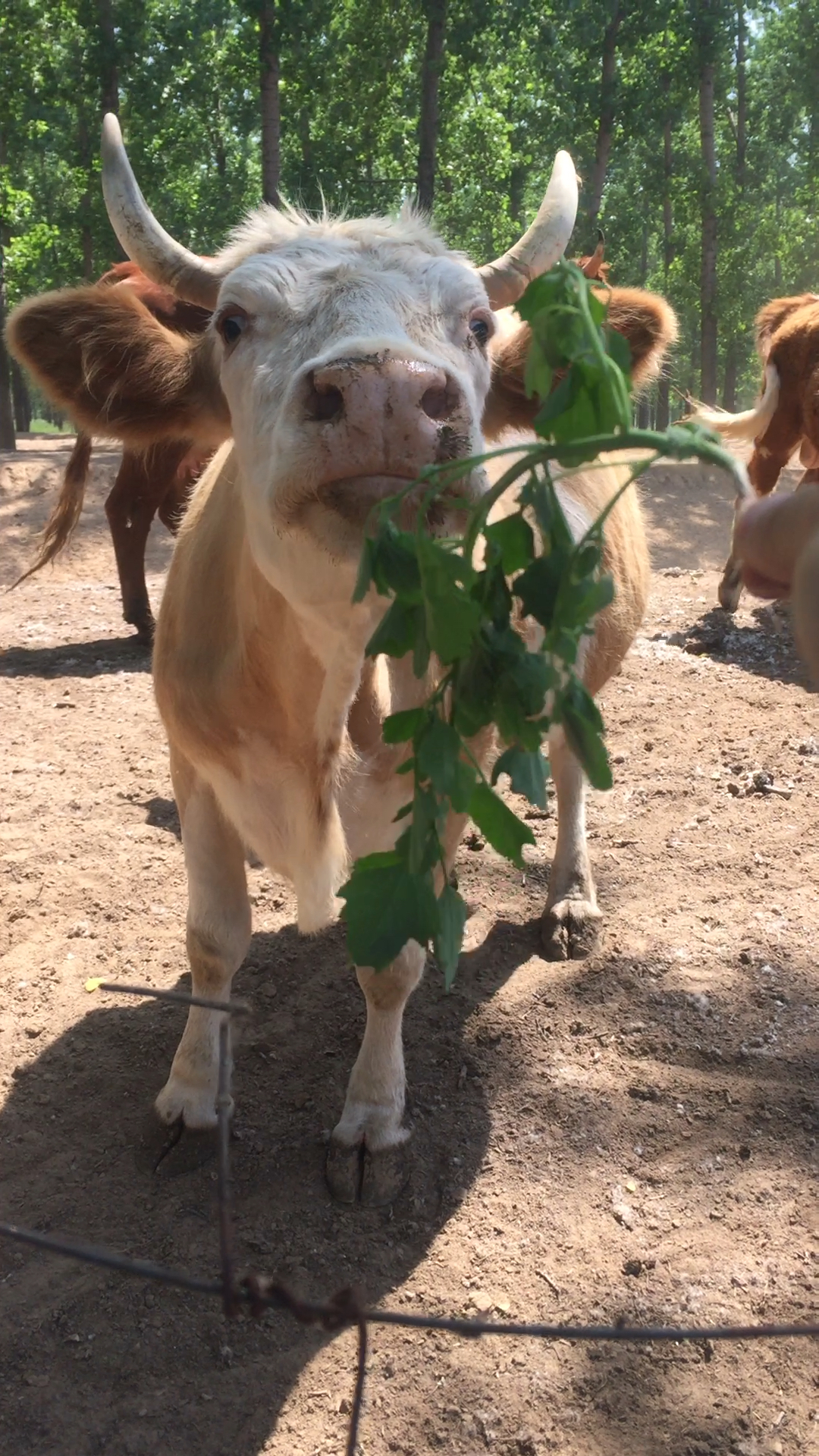 牛看见我太丑了,草都不吃了04150415