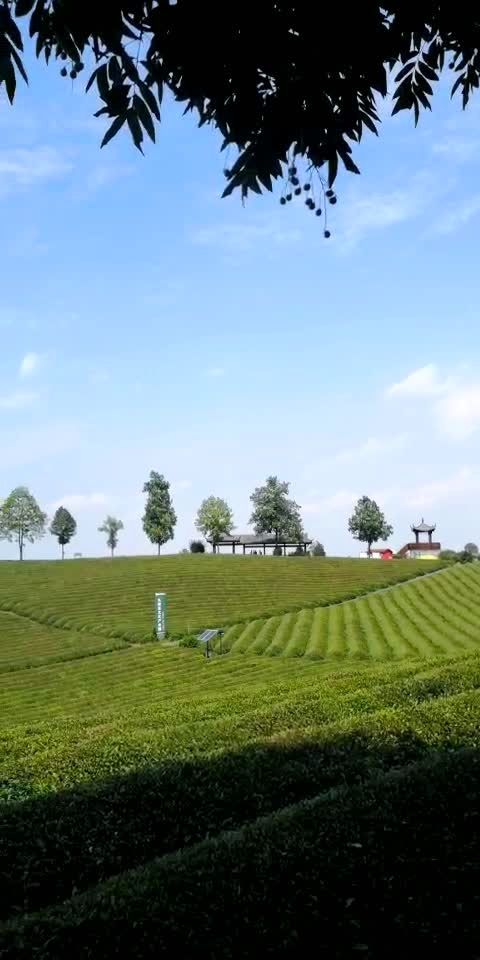 国际欧盟认证万亩茶文化产业园!