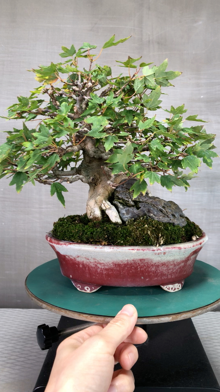 高端抱石唐枫 更多精品可添加mm0850310