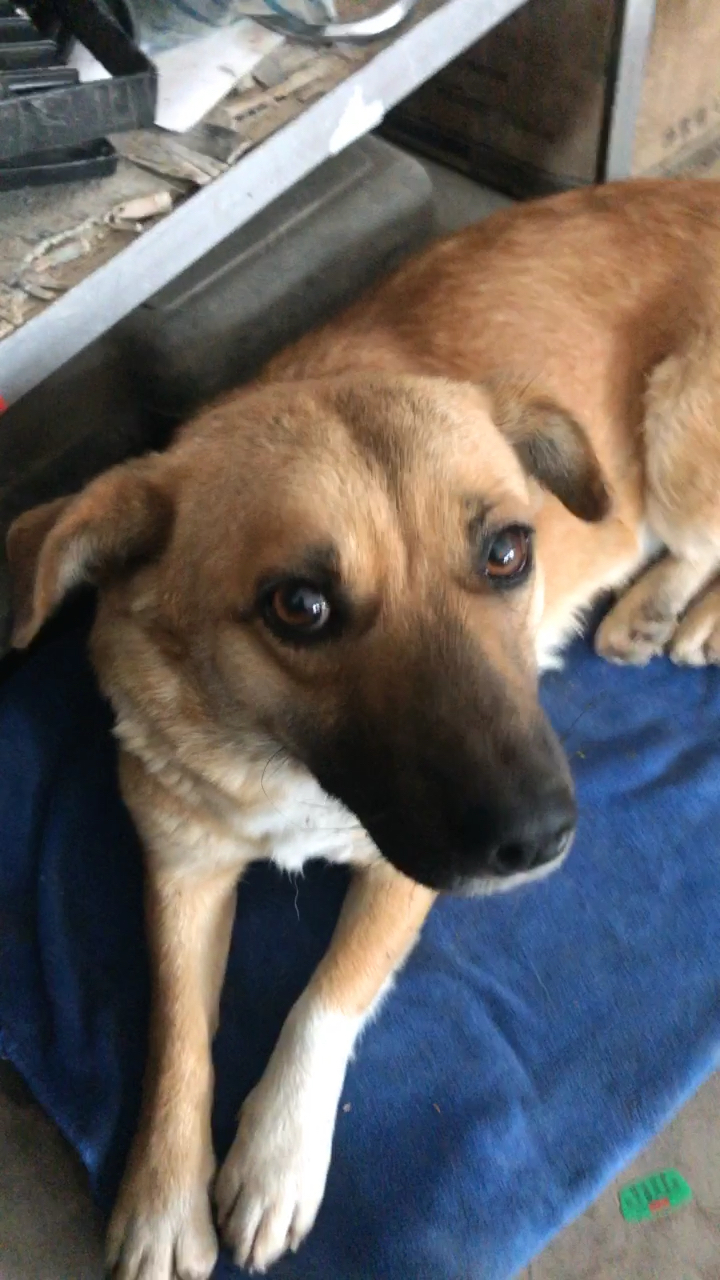 我家的小黄土狗98,狗 是最忠诚的 ,你对它好 给它点吃的 记你一辈子