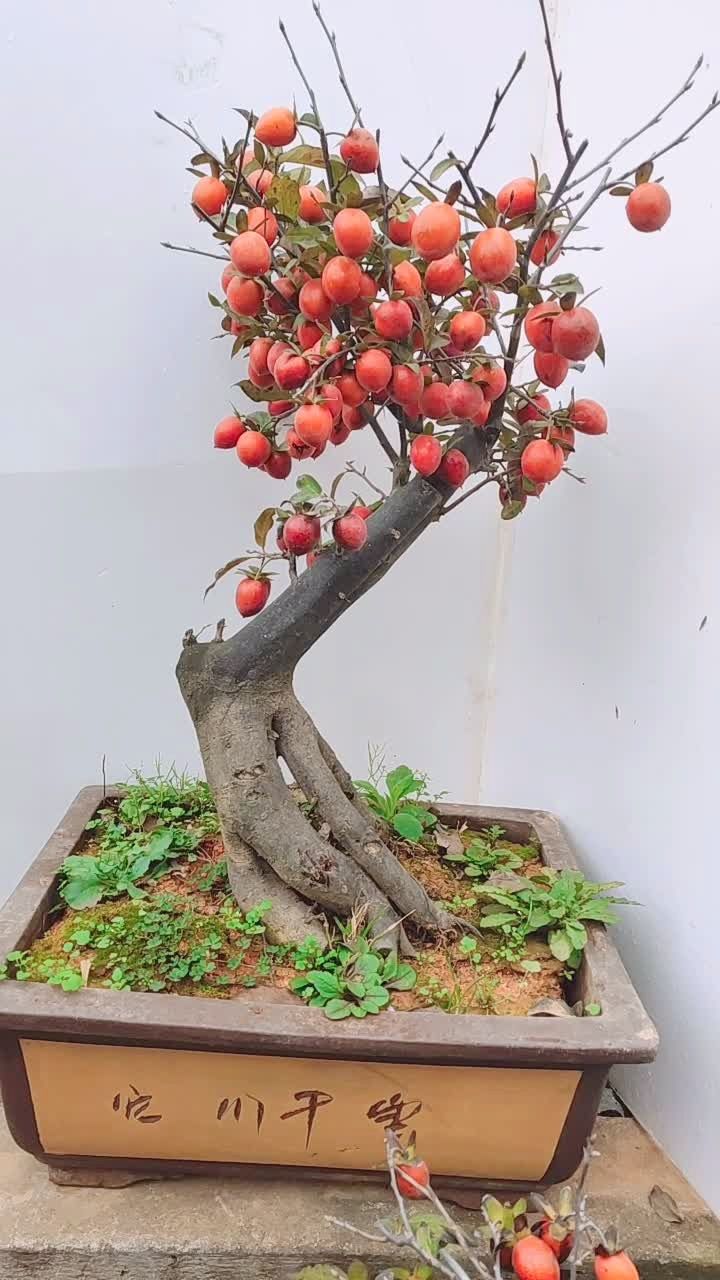 分享一盆精品老鸦柿