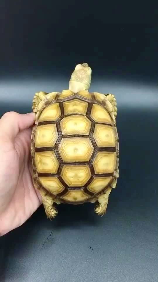 黄金苏卡达陆龟喜欢联系我