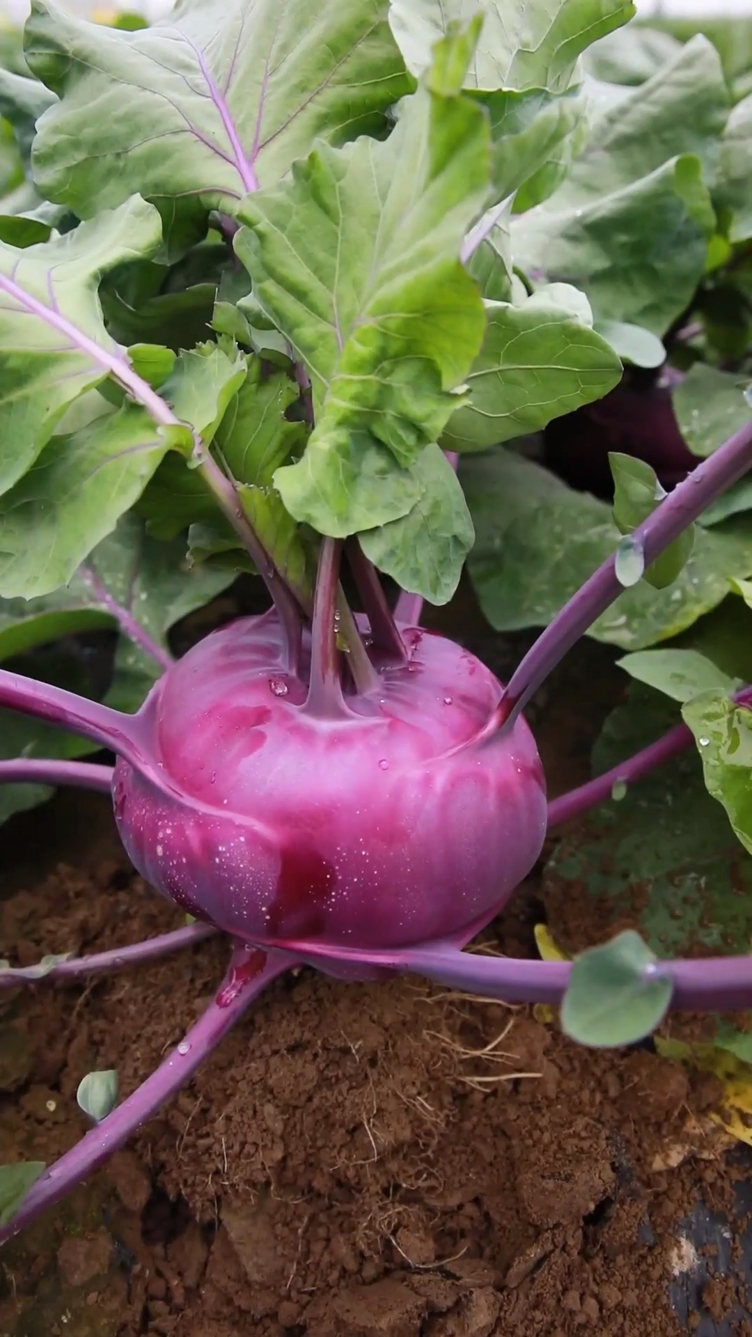 (pie lan)苤蓝,其貌不扬,好吃营养高!#阳台种植