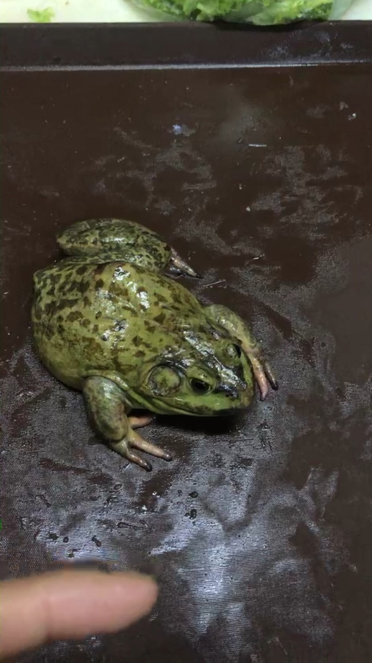 三条腿的青蛙90