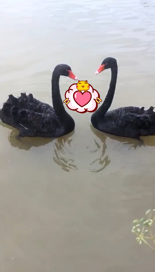 一对黑天鹅,点亮小爱心,天下有情人终成眷属
