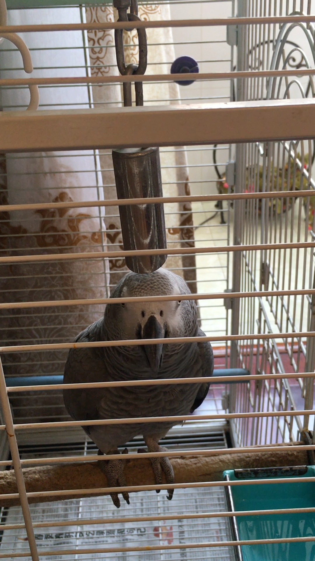 顶嘴的小灰!碎嘴子!