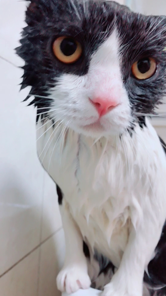 湿身诱猫!9292喜欢猫猫的点个赞哦!9292