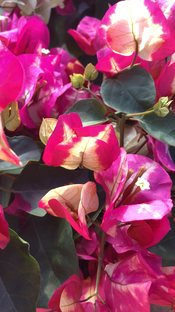 印度画报三角梅