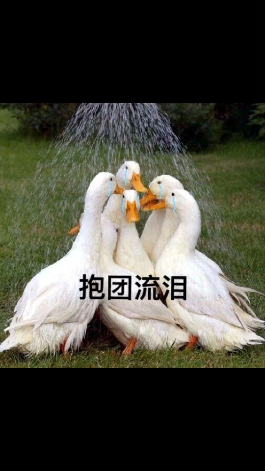 我相册里竟然收藏了好多鸭鸭表情,关键,没怎么用啊9898