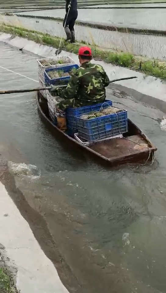 劳动人民的智慧是无穷的,运水稻苗,不用马车,改用船.逆流而上.