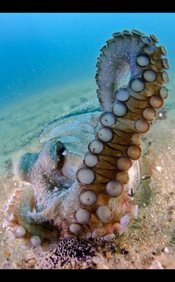 anti-wear king~八爪鱼