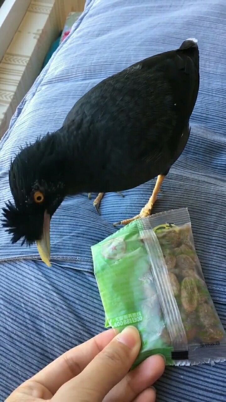 八哥吃葡萄干,真是个吃货.