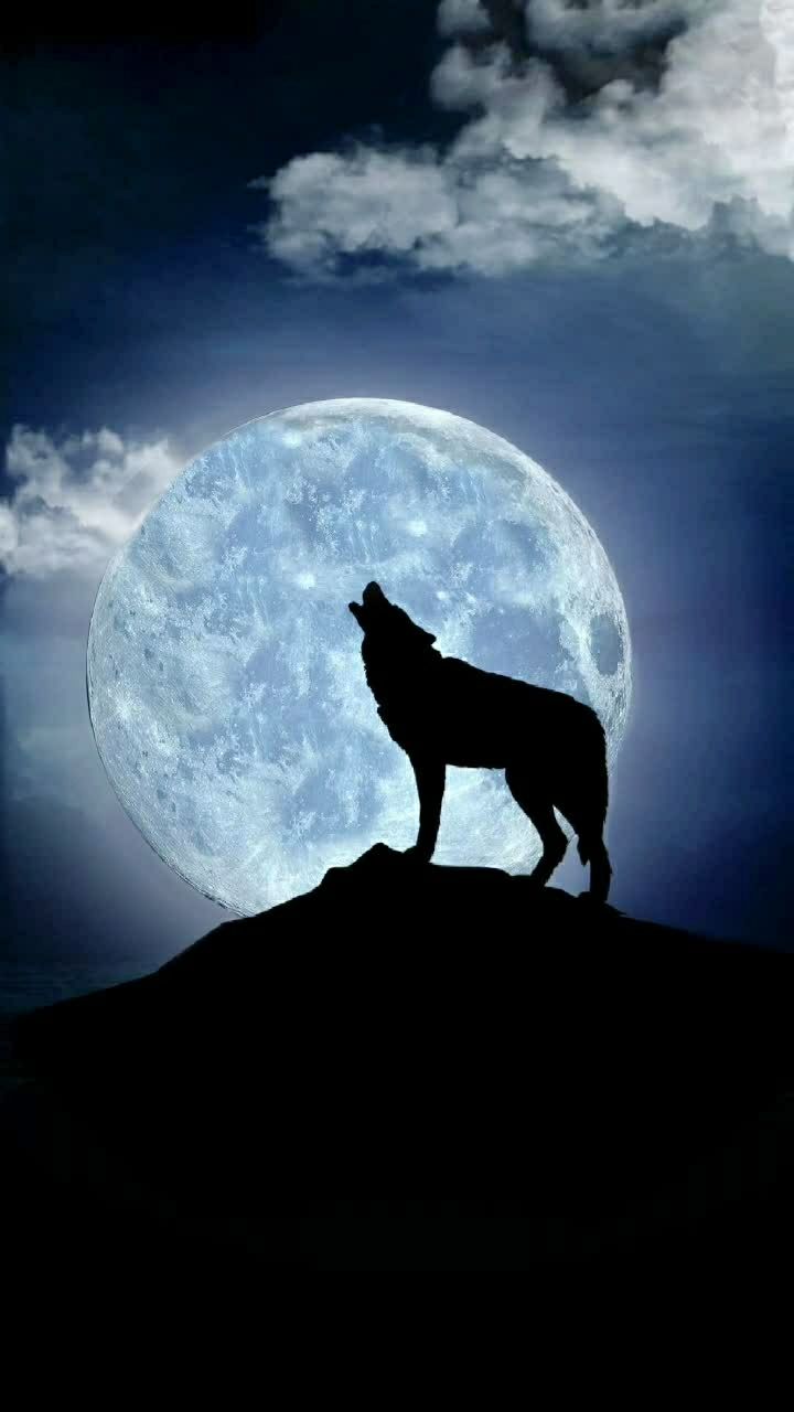 我是一头孤寂的狼,在黑夜中寻找她的狼