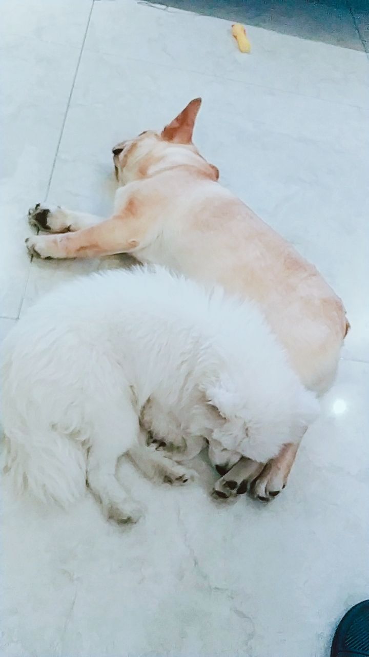 暖暖,人类的世界里,两只狗狗相依相偎