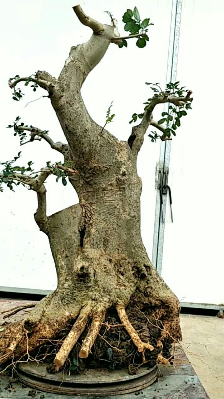 蓄枝六年精品对节白蜡矮霸,喜欢的朋友关注我,加我主页微信