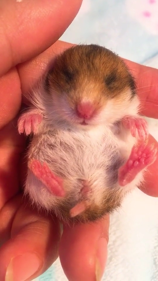 出生第15天的仓鼠宝宝,安心熟睡在手心上,愿世界充满温柔