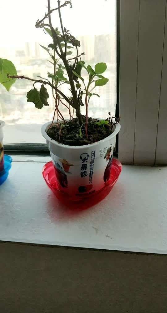 这两个用酸奶盒做的花盆是不是也挺不错的,哈哈
