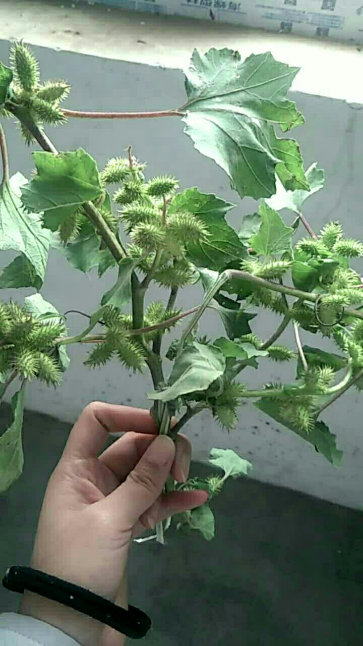这个满身是刺的东西用处还真大,有人用来当药引子