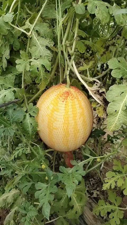 黄皮红心的西瓜,稀有品种!