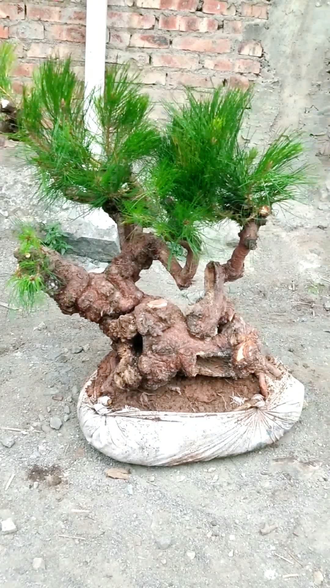 落地松精品疙瘩