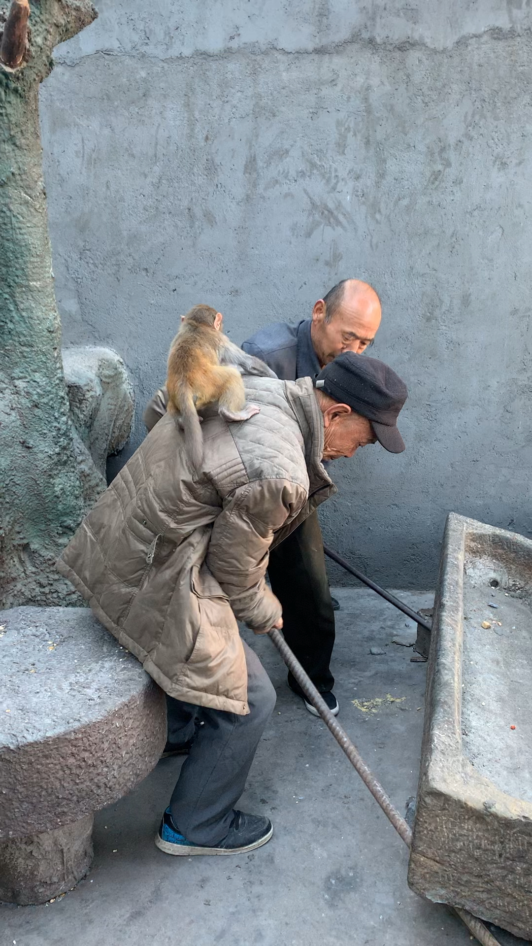 养猴92爷爷在干活,猴子看到前来帮忙,跳来跳去着急没法,只好跳到猴