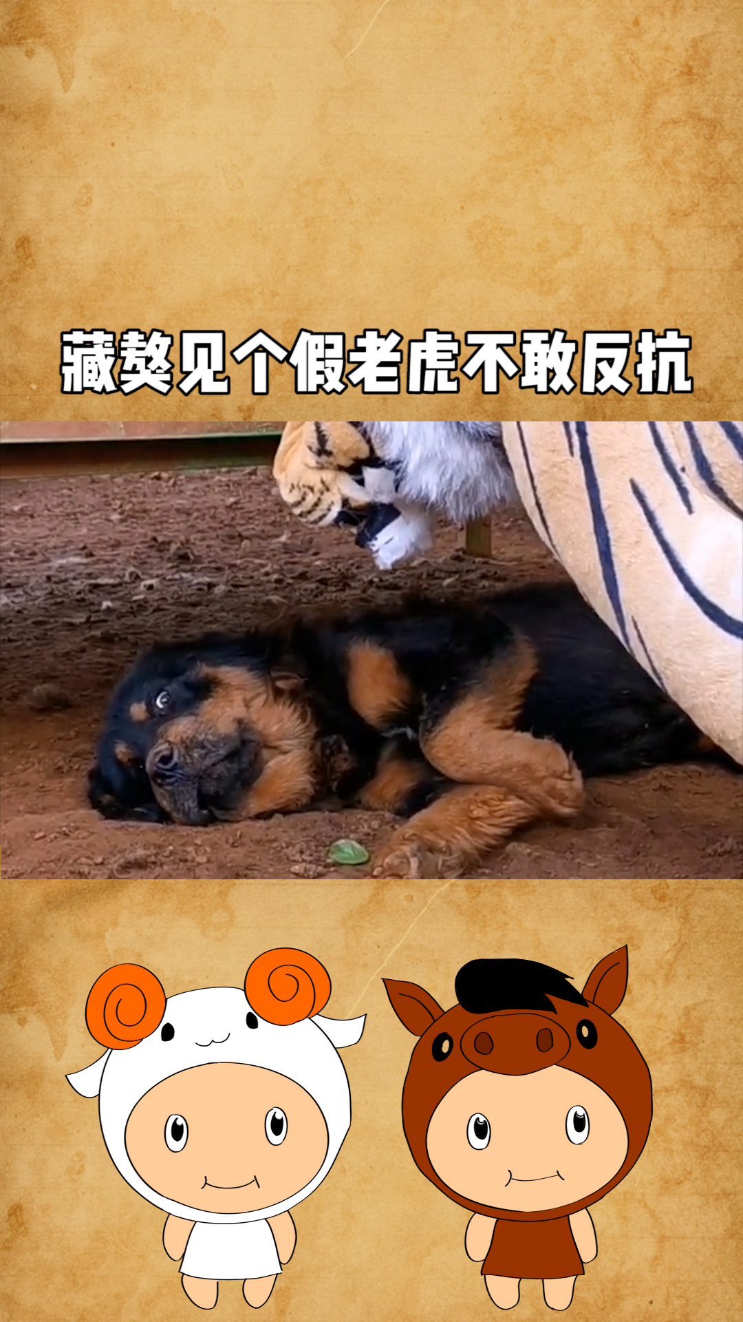 藏獒见个假老虎都吓了不敢反抗