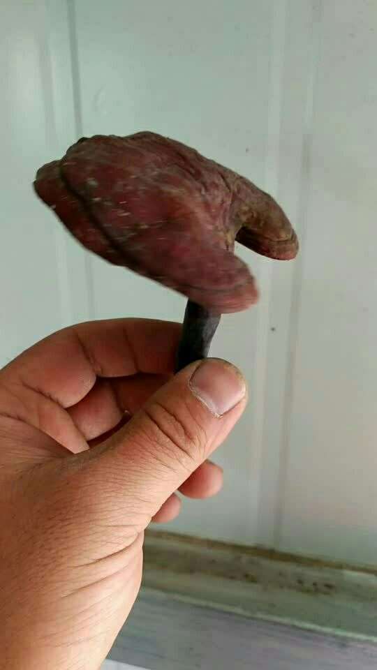 刚采摘下来的桃木灵芝
