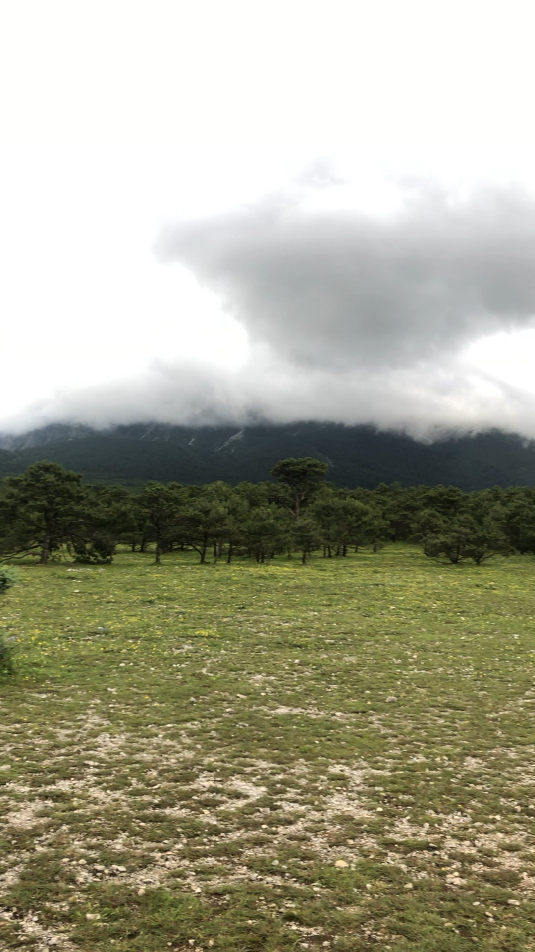 玉龙雪山脚下甘海子海拔3100