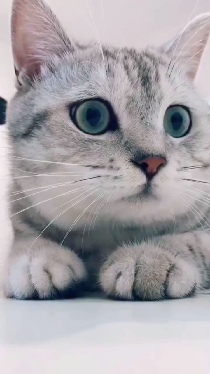 大眼珠子双眼皮  31(⊙`6307⊙)38