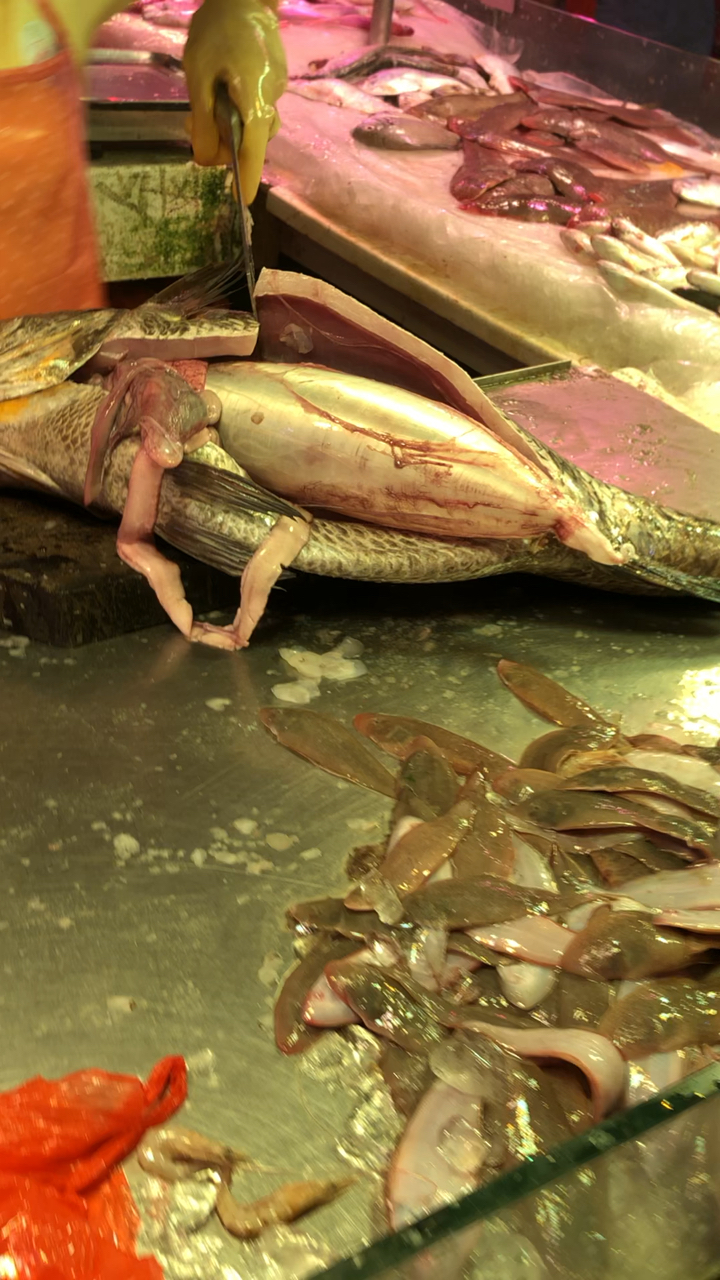 早上闲逛岗列市场看到在杀46鱼,真是非常好的大鱼