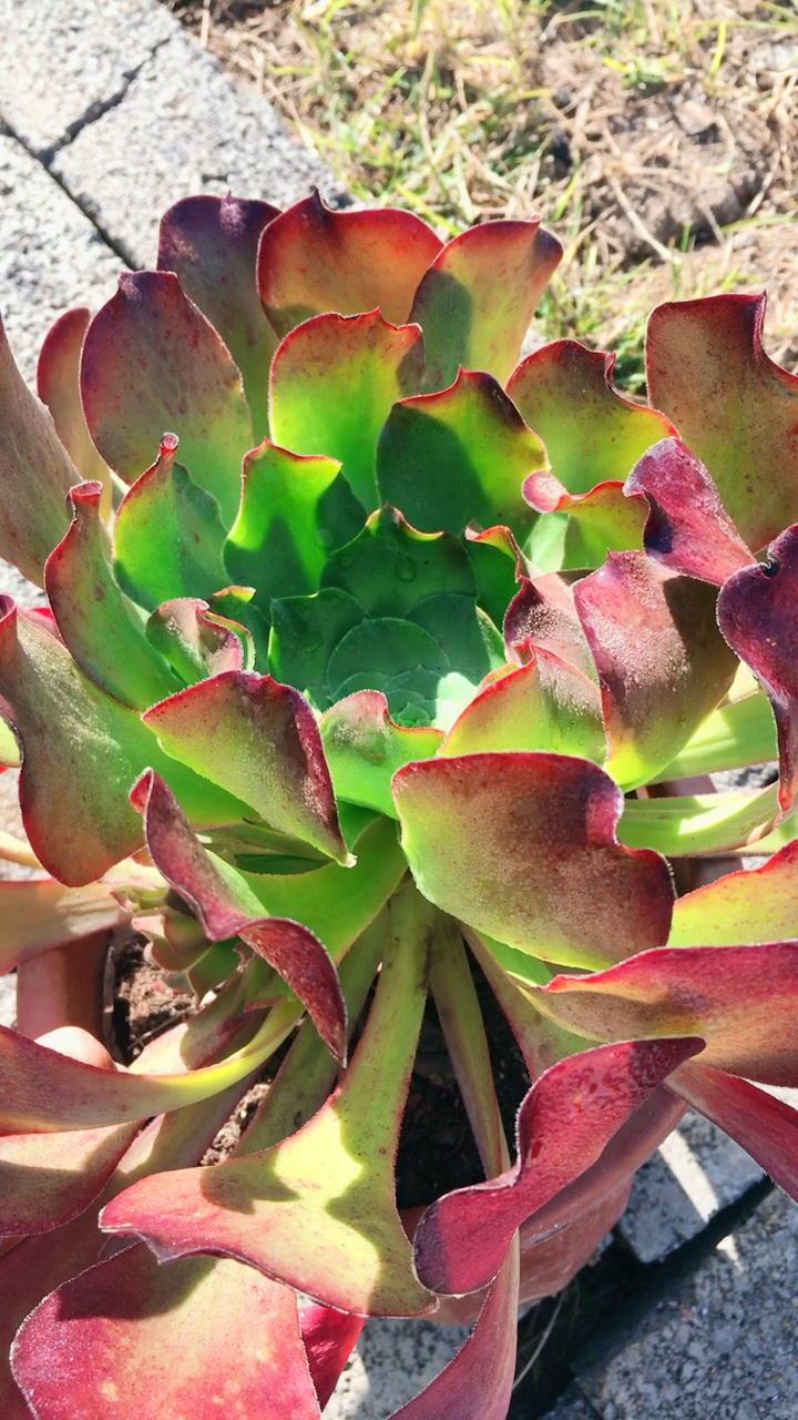 爱丽丝法师,进口新品种(超稀有)