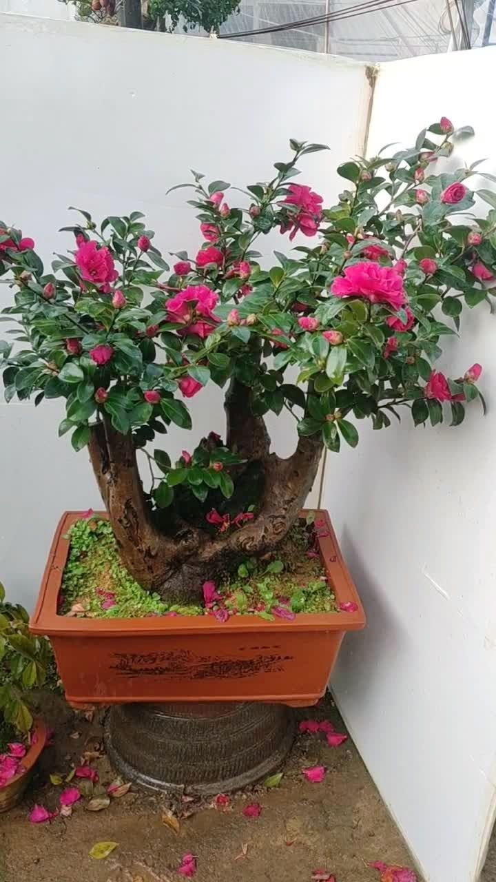 精品茶梅盆景老桩