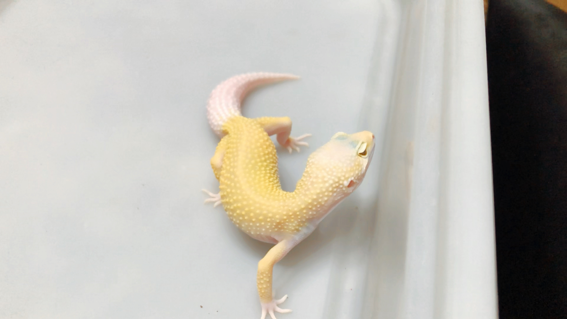 豹纹守宫# 雨水清白