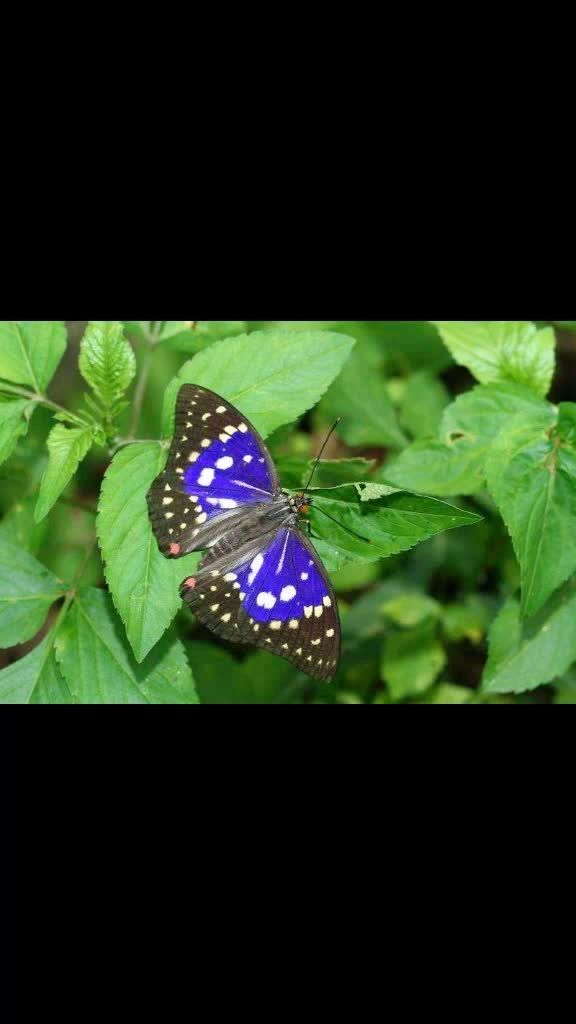 日本国蝶,大紫蛱蝶.在光线照射下翅膀中间部分呈紫蓝色变幻