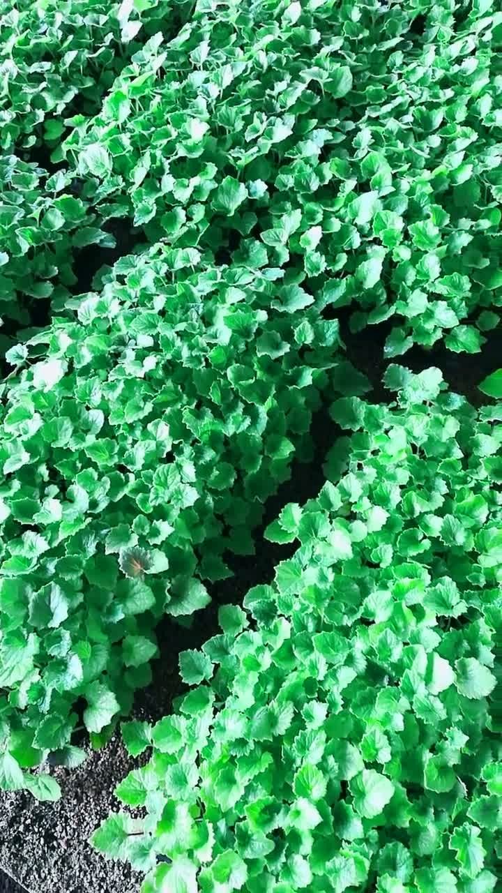 瓜叶菊报春小苗