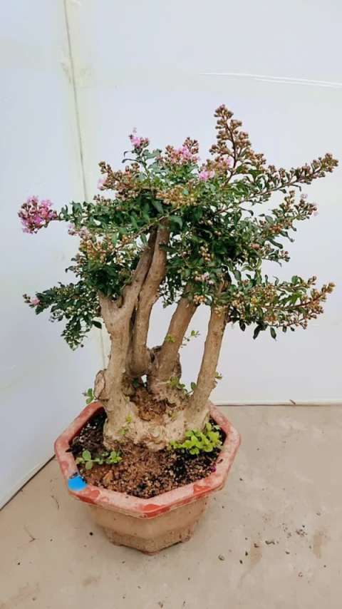 虞姬紫薇盆景老桩