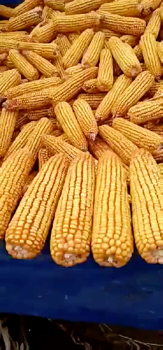 农户自己发过来的视频对翔玉322赞不绝口